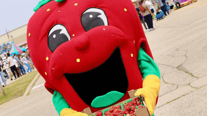 Strawberries, sunshine and smiles as thousands flock to 37th annual LaSalle Strawberry Festival