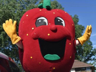 Be Part of the Tradition: Volunteer to Clean Strawberries for LaSalle’s Festival